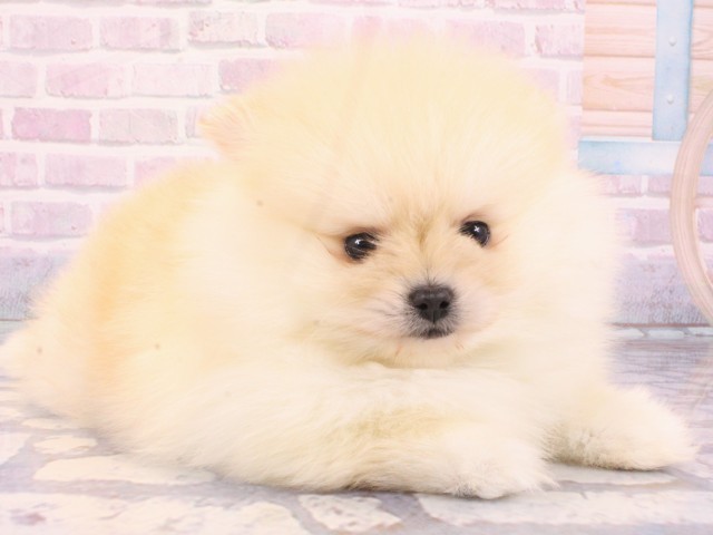 大阪府のポメラニアン (Coo&RIKU寝屋川店/2025年12月25日生まれ/男の子/クリーム)の子犬の1枚目の画像