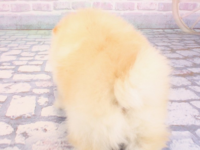 大阪府のポメラニアン (Coo&RIKU寝屋川店/2025年12月25日生まれ/男の子/クリーム)の子犬の3枚目の画像