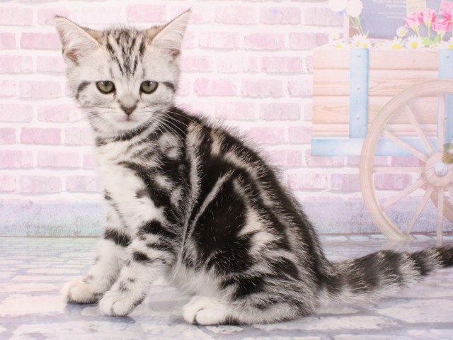 兵庫県のアメリカンショートヘアー (Coo&RIKU神戸三宮店/2025年12月16日生まれ/女の子/シルバータビー)の子猫の2枚目の画像