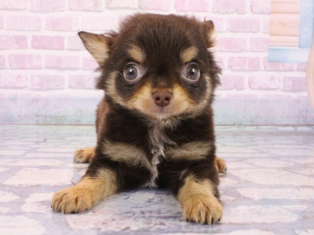 兵庫県のアメリカンショートヘアー (Coo&RIKU神戸三宮店/2025年12月16日生まれ/女の子/シルバータビー)の子猫の4枚目の画像