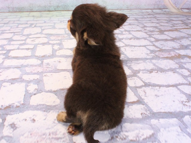 兵庫県のチワワ(ロング) (Coo&RIKU神戸垂水店/2025年12月21日生まれ/男の子/チョコレートタン)の子犬の3枚目の画像