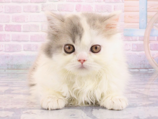 兵庫県のスコティッシュフォールド (Coo&RIKU神戸垂水店/2025年12月15日生まれ/女の子/ブルーホワイト)の子猫の1枚目の画像