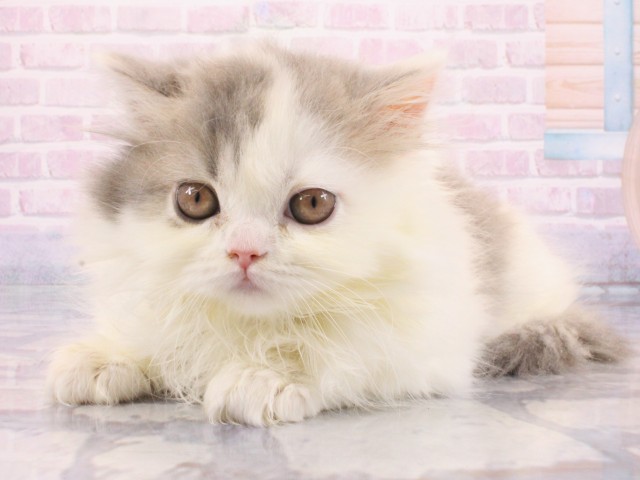 兵庫県のスコティッシュフォールド (Coo&RIKU神戸垂水店/2025年12月15日生まれ/女の子/ブルーホワイト)の子猫の3枚目の画像