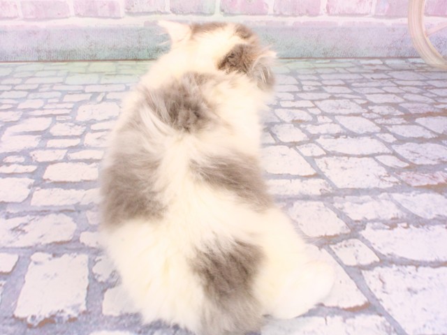 兵庫県のスコティッシュフォールド (Coo&RIKU神戸垂水店/2025年12月15日生まれ/女の子/ブルーホワイト)の子猫の4枚目の画像
