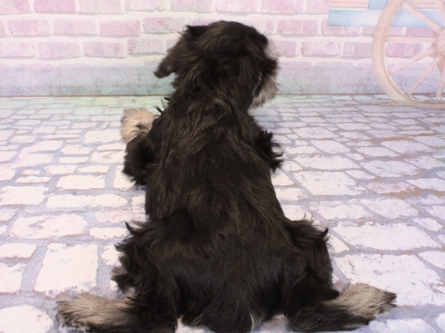 兵庫県のミニチュアシュナウザー (Coo&RIKU神戸東灘店/2025年12月24日生まれ/男の子/ブラックシルバー)の子犬の3枚目の画像