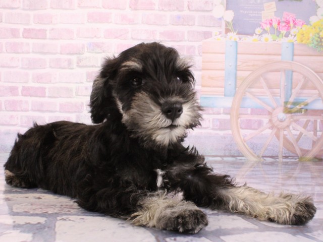 大阪府のミニチュアシュナウザー (Coo&RIKU天王寺店/2025年12月24日生まれ/男の子/ブラックシルバー)の子犬の1枚目の画像