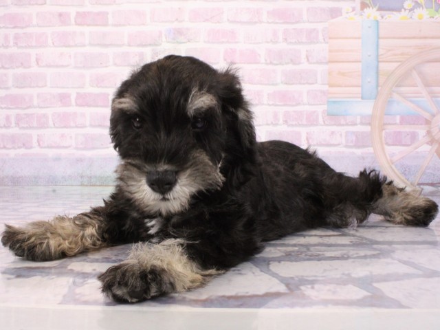 大阪府のミニチュアシュナウザー (Coo&RIKU天王寺店/2025年12月24日生まれ/男の子/ブラックシルバー)の子犬の2枚目の画像