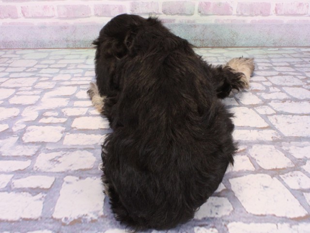 大阪府のミニチュアシュナウザー (Coo&RIKU天王寺店/2025年12月24日生まれ/男の子/ブラックシルバー)の子犬の3枚目の画像