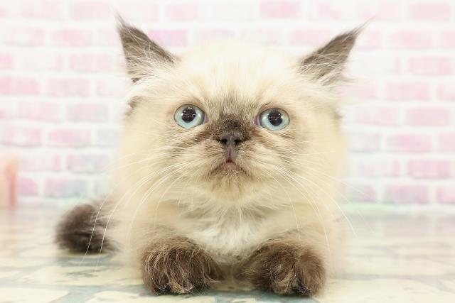 東京都のヒマラヤン (Coo&RIKU新宿三丁目店/2025年12月14日生まれ/男の子/シールポイント)の子猫の1枚目の画像