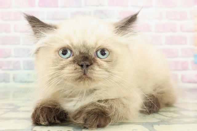 東京都のヒマラヤン (Coo&RIKU新宿三丁目店/2025年12月14日生まれ/男の子/シールポイント)の子猫の2枚目の画像