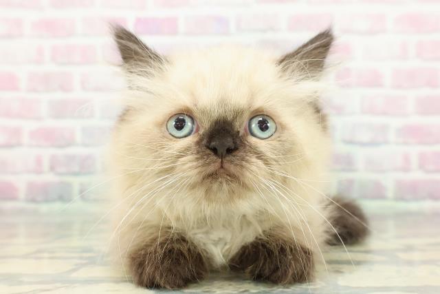 東京都のヒマラヤン (Coo&RIKU赤坂店/2025年12月14日生まれ/男の子/シールポイント)の子猫の1枚目の画像