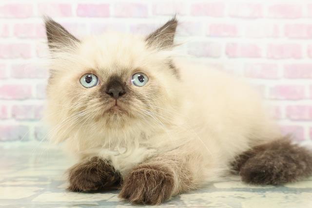 東京都のヒマラヤン (Coo&RIKU赤坂店/2025年12月14日生まれ/男の子/シールポイント)の子猫の2枚目の画像