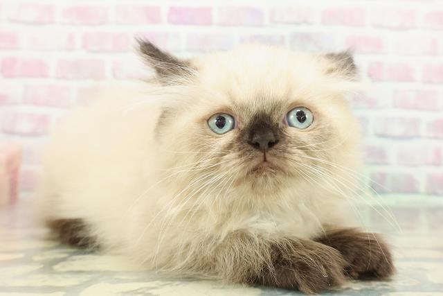 東京都のヒマラヤン (Coo&RIKU赤坂店/2025年12月14日生まれ/男の子/シールポイント)の子猫の3枚目の画像