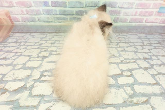 東京都のヒマラヤン (Coo&RIKU赤坂店/2025年12月14日生まれ/男の子/シールポイント)の子猫の4枚目の画像