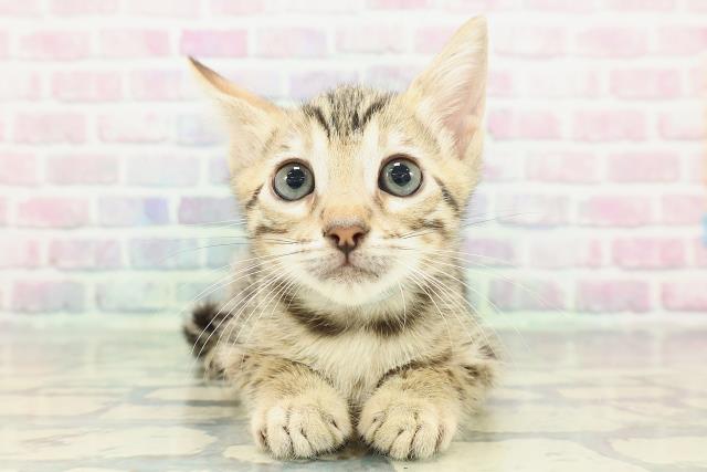 東京都のベンガル (Coo&RIKU武蔵小山店/2025年12月22日生まれ/男の子/ブラウンスポットタビー)の子猫の1枚目の画像