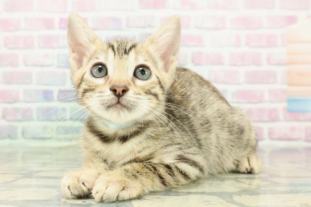 東京都のベンガル (Coo&RIKU武蔵小山店/2025年12月22日生まれ/男の子/ブラウンスポットタビー)の子猫の2枚目の画像