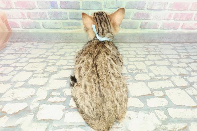 東京都のベンガル (Coo&RIKU武蔵小山店/2025年12月22日生まれ/男の子/ブラウンスポットタビー)の子猫の4枚目の画像