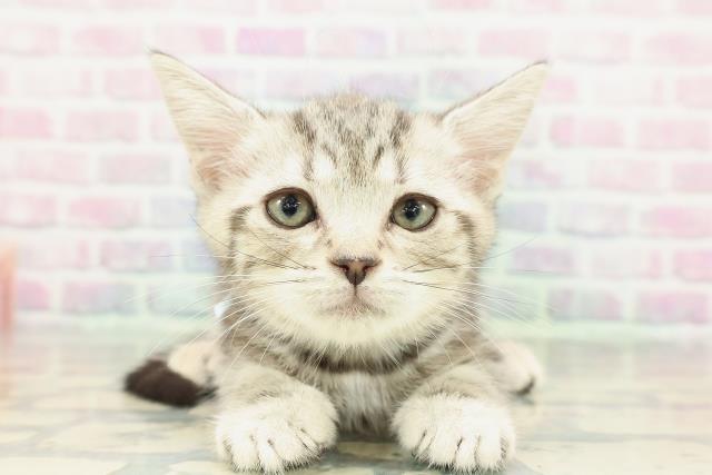 東京都のアメリカンショートヘアー (Coo&RIKU新宿三丁目店/2025年12月24日生まれ/男の子/シルバークラシックタビー)の子猫の1枚目の画像