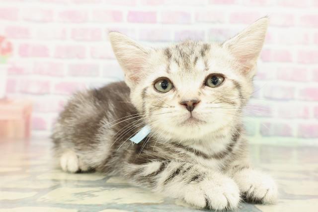東京都のアメリカンショートヘアー (Coo&RIKU新宿三丁目店/2025年12月24日生まれ/男の子/シルバークラシックタビー)の子猫の3枚目の画像