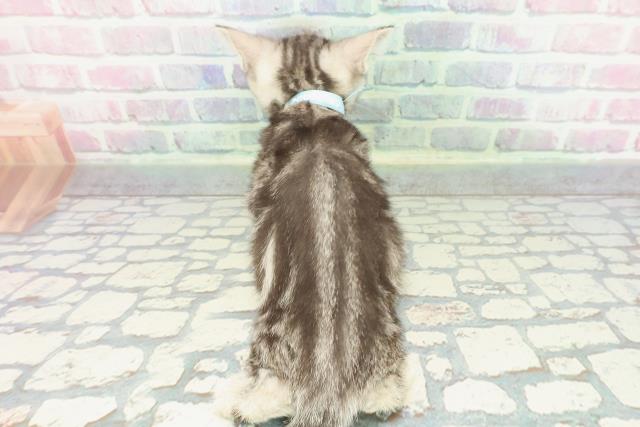 東京都のアメリカンショートヘアー (Coo&RIKU新宿三丁目店/2025年12月24日生まれ/男の子/シルバークラシックタビー)の子猫の4枚目の画像