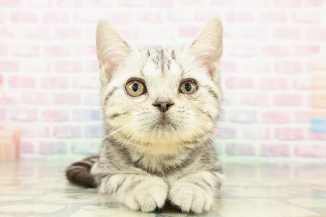 北海道のアメリカンショートヘアー (Coo&RIKU北見店/2025年11月19日生まれ/女の子/シルバークラシックタビー)の子猫の1枚目の画像