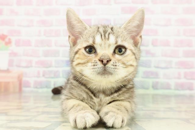 北海道のアメリカンショートヘアー (Coo&RIKU旭川店/2025年11月19日生まれ/女の子/ブラウンタビー)の子猫の1枚目の画像