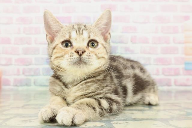 北海道のアメリカンショートヘアー (Coo&RIKU旭川店/2025年11月19日生まれ/女の子/ブラウンタビー)の子猫の2枚目の画像