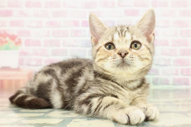 北海道のアメリカンショートヘアー (Coo&RIKU旭川店/2025年11月19日生まれ/女の子/ブラウンタビー)の子猫の3枚目の画像