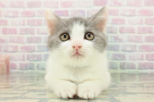 ブリティッシュショートヘアー