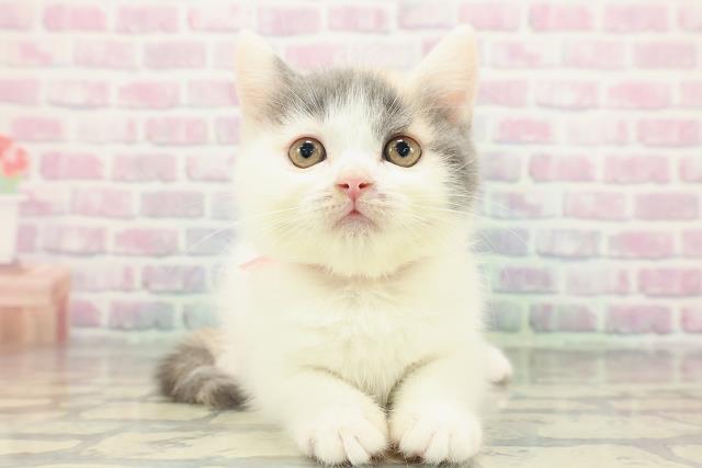 2025年12月15日生まれのブリティッシュショートヘアー