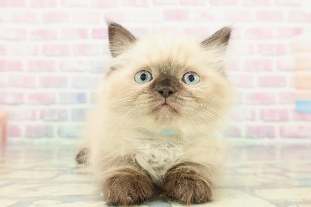 2025年12月14日生まれのヒマラヤン