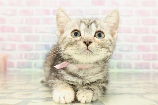 2025年12月16日生まれのマンチカン