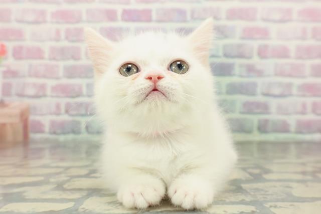 2025年12月14日生まれのミヌエット