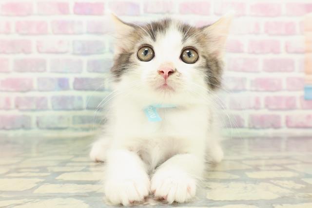 2025年12月9日生まれのメインクーン