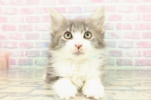 2025年12月17日生まれのノルウェージャンフォレストキャット