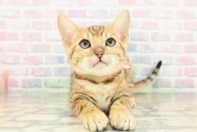 2025年12月18日生まれのベンガル