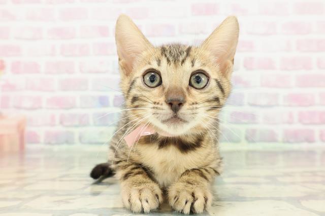 東京都のベンガル (Coo&RIKU足立本店/2025年12月18日生まれ/女の子/ブラウンスポットタビー)の子猫