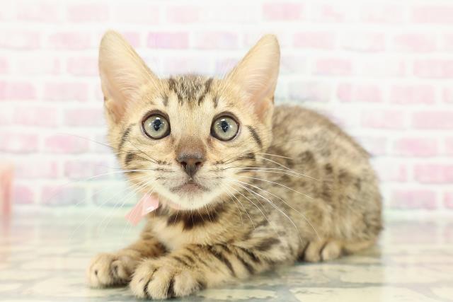 東京都のベンガル (Coo&RIKU足立本店/2025年12月18日生まれ/女の子/ブラウンスポットタビー)の子猫の2枚目の画像