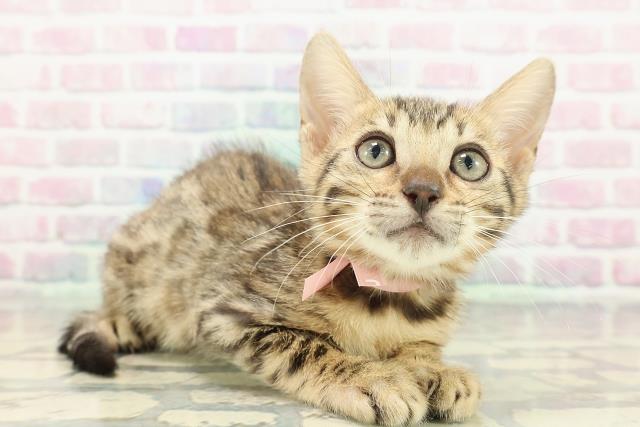 東京都のベンガル (Coo&RIKU足立本店/2025年12月18日生まれ/女の子/ブラウンスポットタビー)の子猫の3枚目の画像