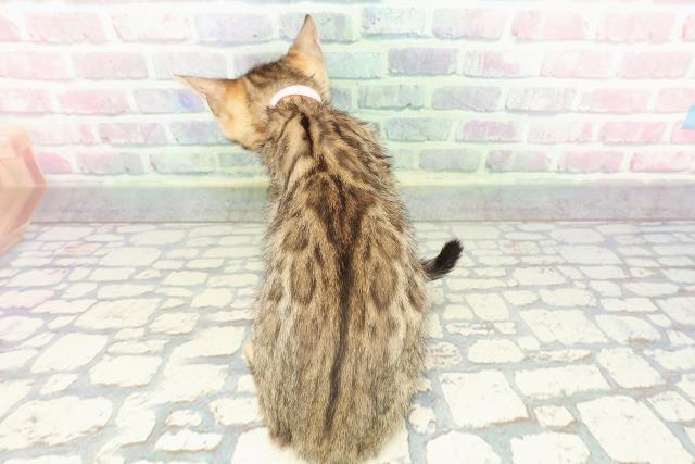 東京都のベンガル (Coo&RIKU足立本店/2025年12月18日生まれ/女の子/ブラウンスポットタビー)の子猫の4枚目の画像