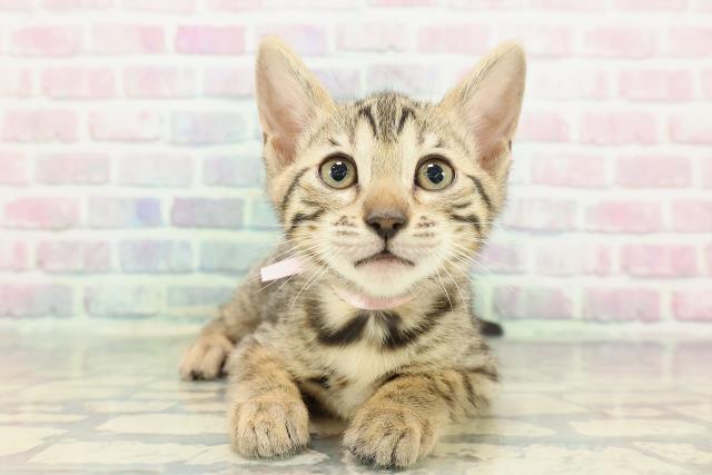 2025年12月22日生まれのベンガル