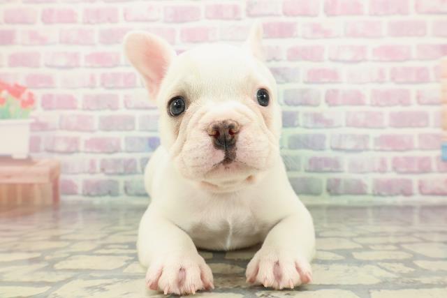岐阜県のフレンチブルドッグ (Coo&RIKU岐阜店/2025年12月23日生まれ/男の子/ホワイトクリーム)の子犬の1枚目の画像