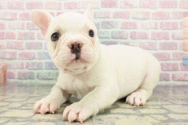 岐阜県のフレンチブルドッグ (Coo&RIKU岐阜店/2025年12月23日生まれ/男の子/ホワイトクリーム)の子犬の2枚目の画像