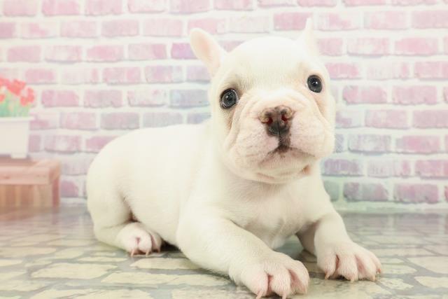 岐阜県のフレンチブルドッグ (Coo&RIKU岐阜店/2025年12月23日生まれ/男の子/ホワイトクリーム)の子犬の3枚目の画像