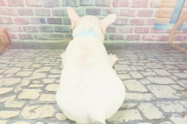 岐阜県のフレンチブルドッグ (Coo&RIKU岐阜店/2025年12月23日生まれ/男の子/ホワイトクリーム)の子犬の4枚目の画像