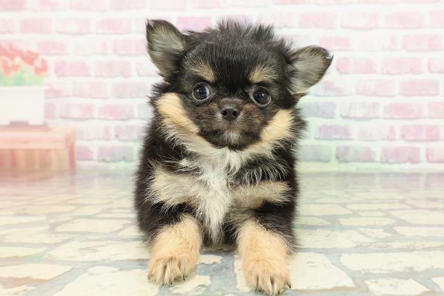 新潟県のチワワ(ロング) (Coo&RIKU上越店/2025年12月26日生まれ/男の子/ブラックタンホワイト)の子犬の1枚目の画像