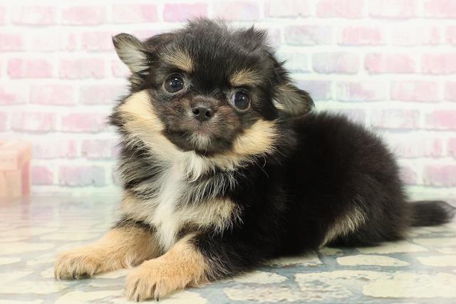 新潟県のチワワ(ロング) (Coo&RIKU上越店/2025年12月26日生まれ/男の子/ブラックタンホワイト)の子犬の2枚目の画像