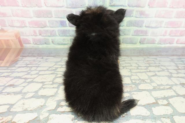 新潟県のチワワ(ロング) (Coo&RIKU上越店/2025年12月26日生まれ/男の子/ブラックタンホワイト)の子犬の4枚目の画像