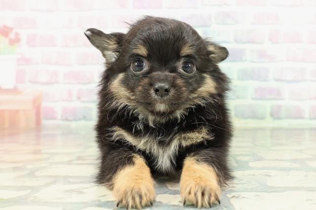 北海道のチワワ(ロング) (Coo&RIKU釧路店/2025年12月26日生まれ/男の子/ブラックタンホワイト)の子犬の1枚目の画像