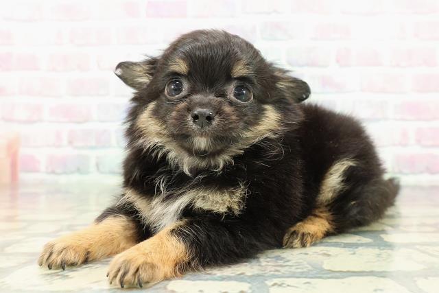 北海道のチワワ(ロング) (Coo&RIKU釧路店/2025年12月26日生まれ/男の子/ブラックタンホワイト)の子犬の2枚目の画像